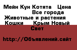 Мейн Кун Котята › Цена ­ 15 000 - Все города Животные и растения » Кошки   . Крым,Новый Свет